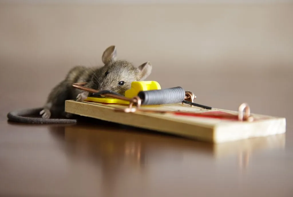 Rodent exterminator inspecting attic for roof rats in Yuma AZ home